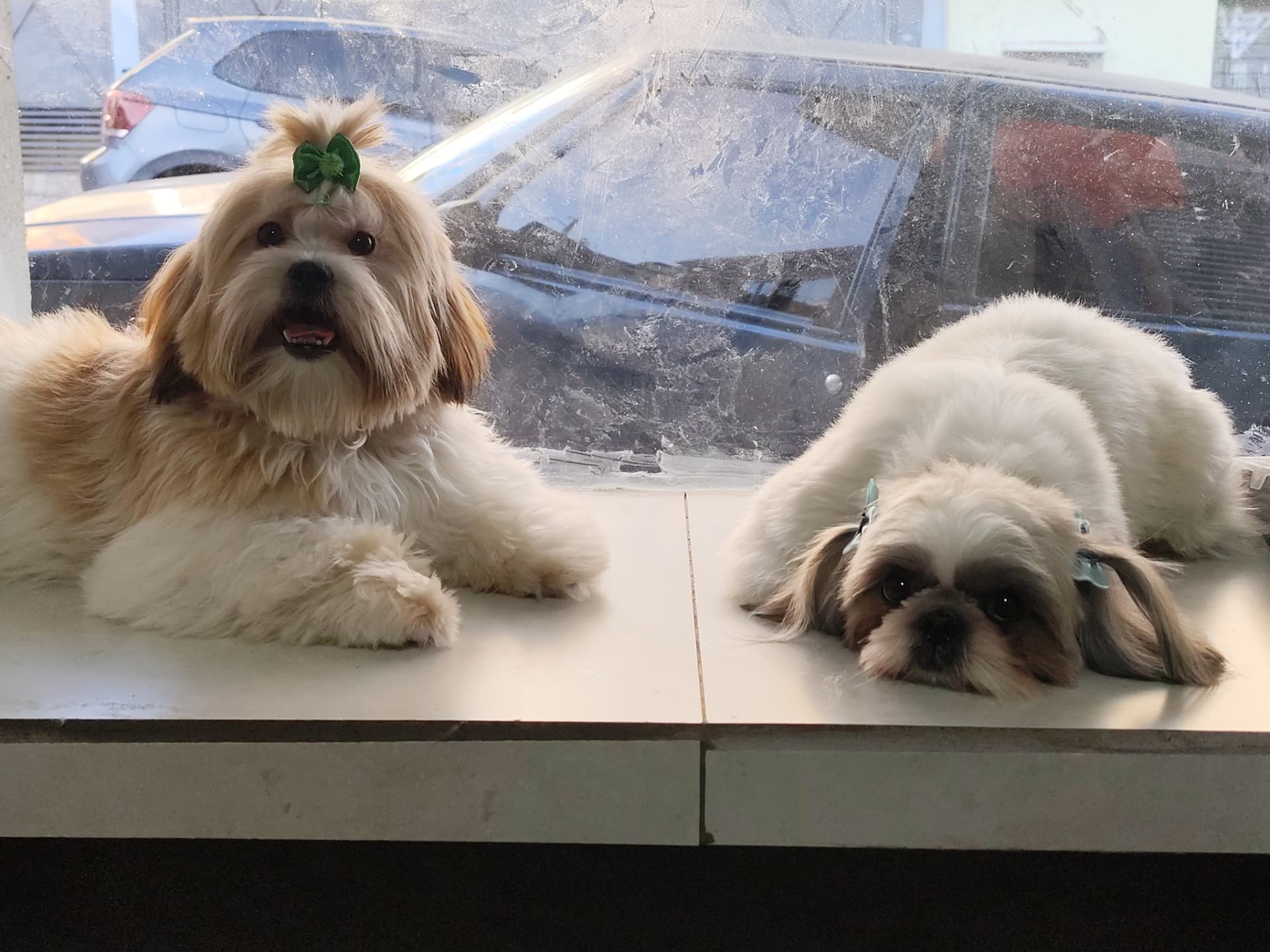 Dois shih tzus deitados na vitrine após o banho