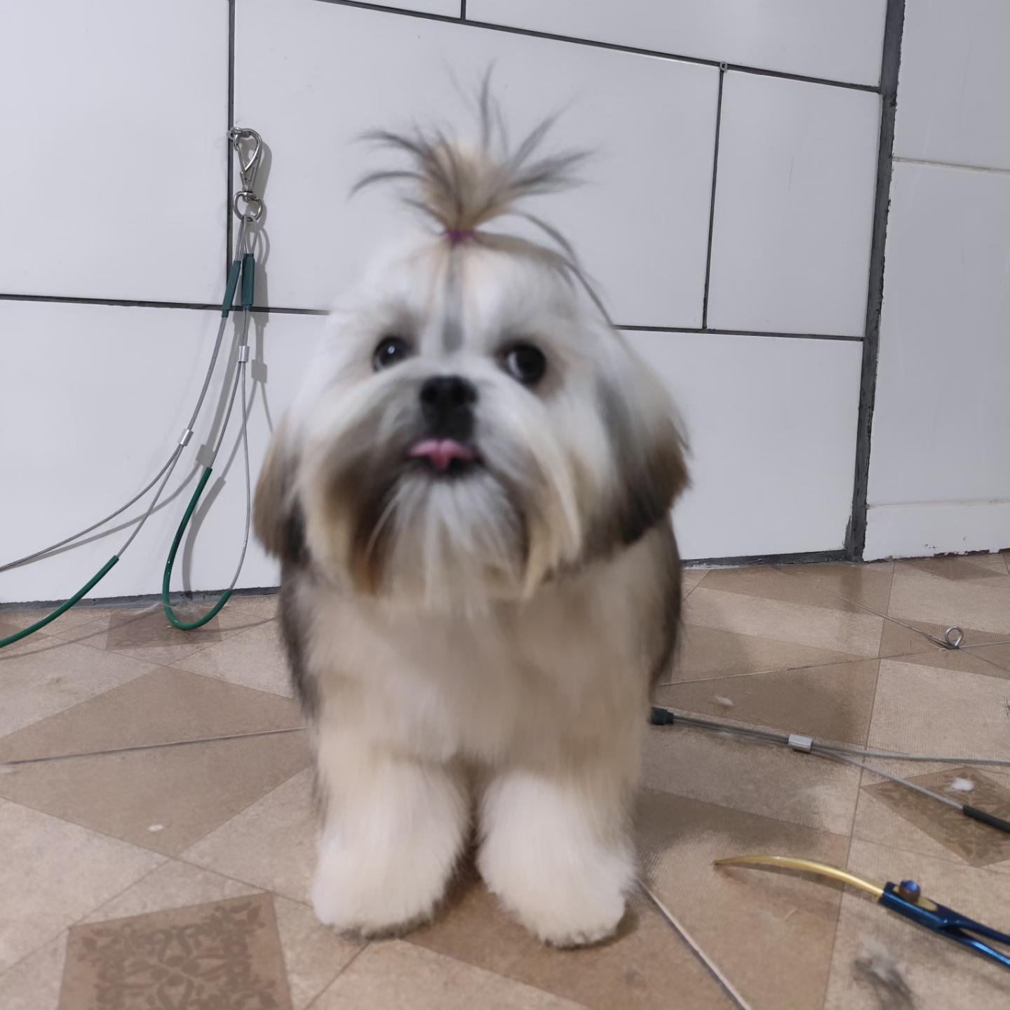 Shih tzu com topete preso