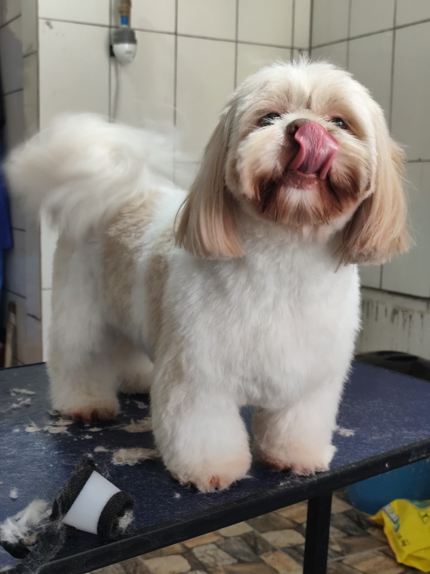 Depois: shih tzu tosado, fofinho e cheiroso