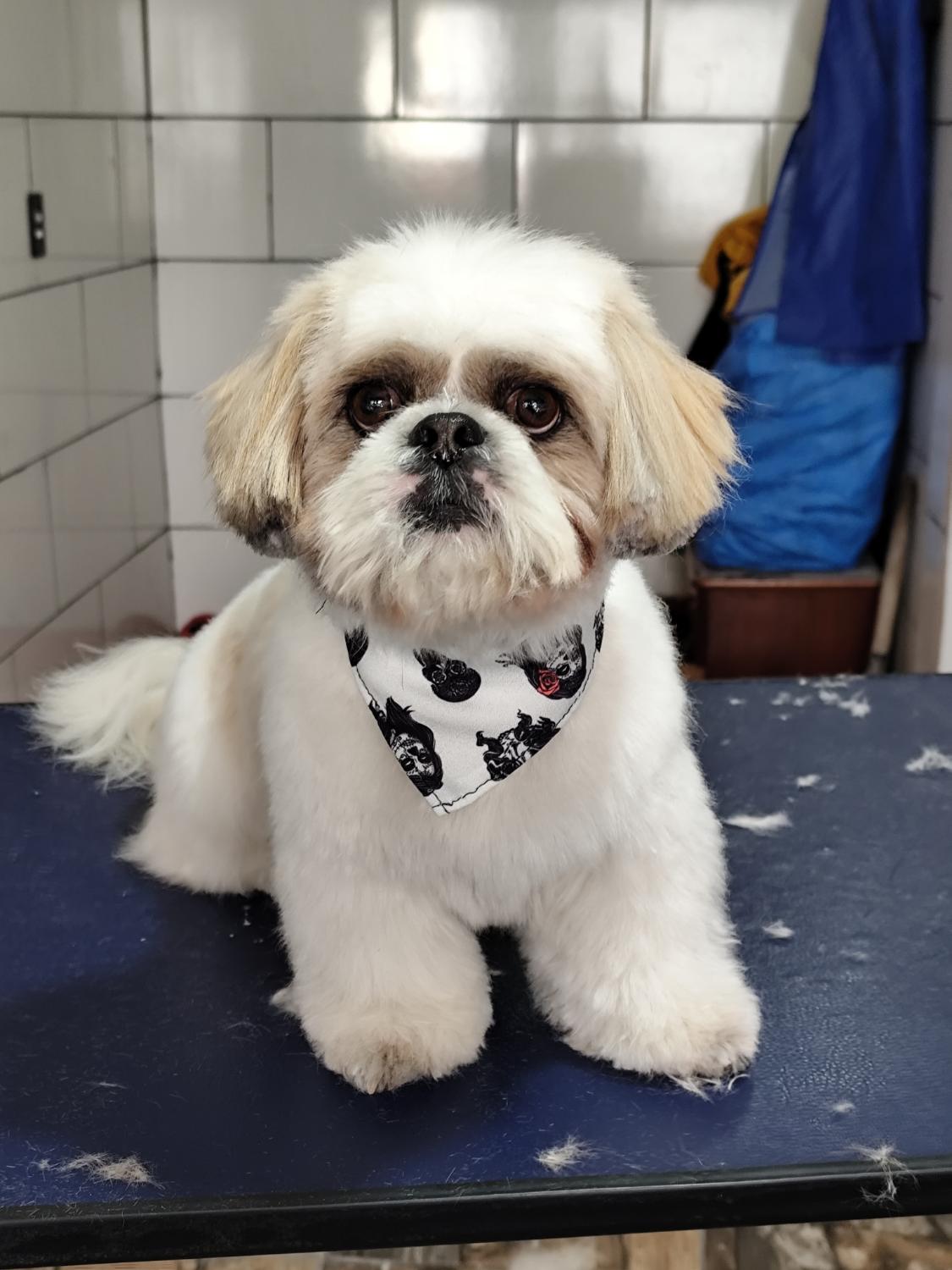 Shih tzu branco com bandana