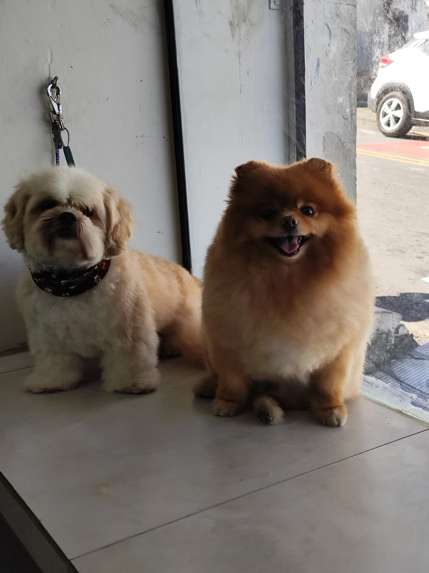Shih tzu com bandana ao lado de lulu da pomerânia tosado