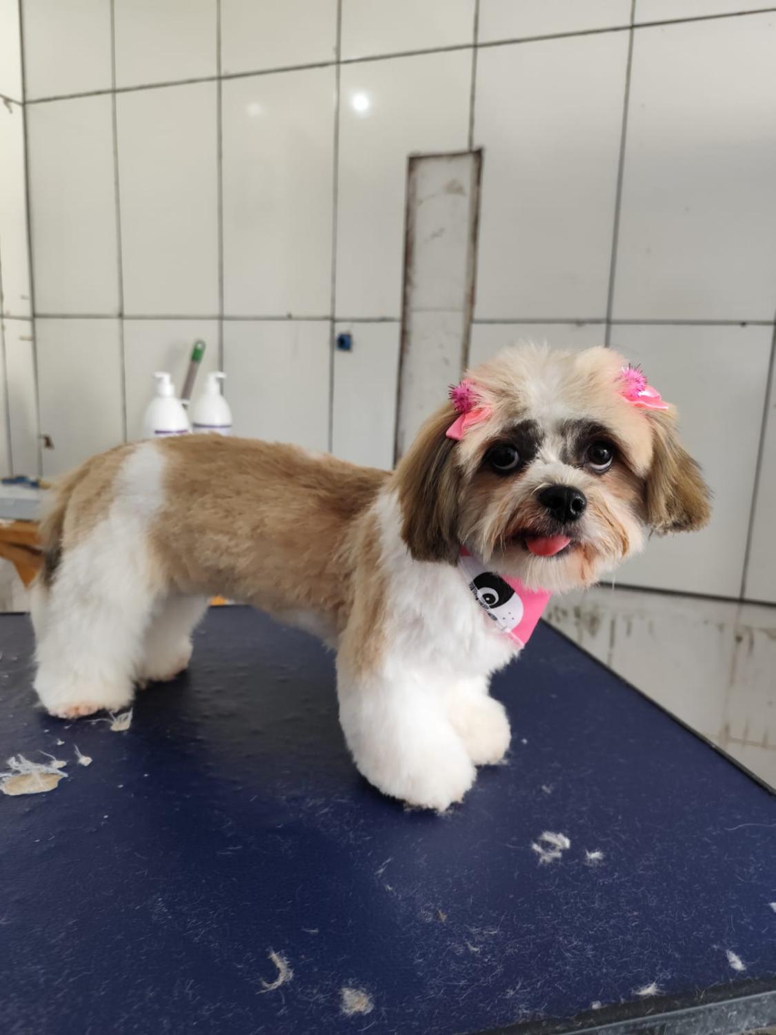 Shih tzu tosado com lacinhos rosa