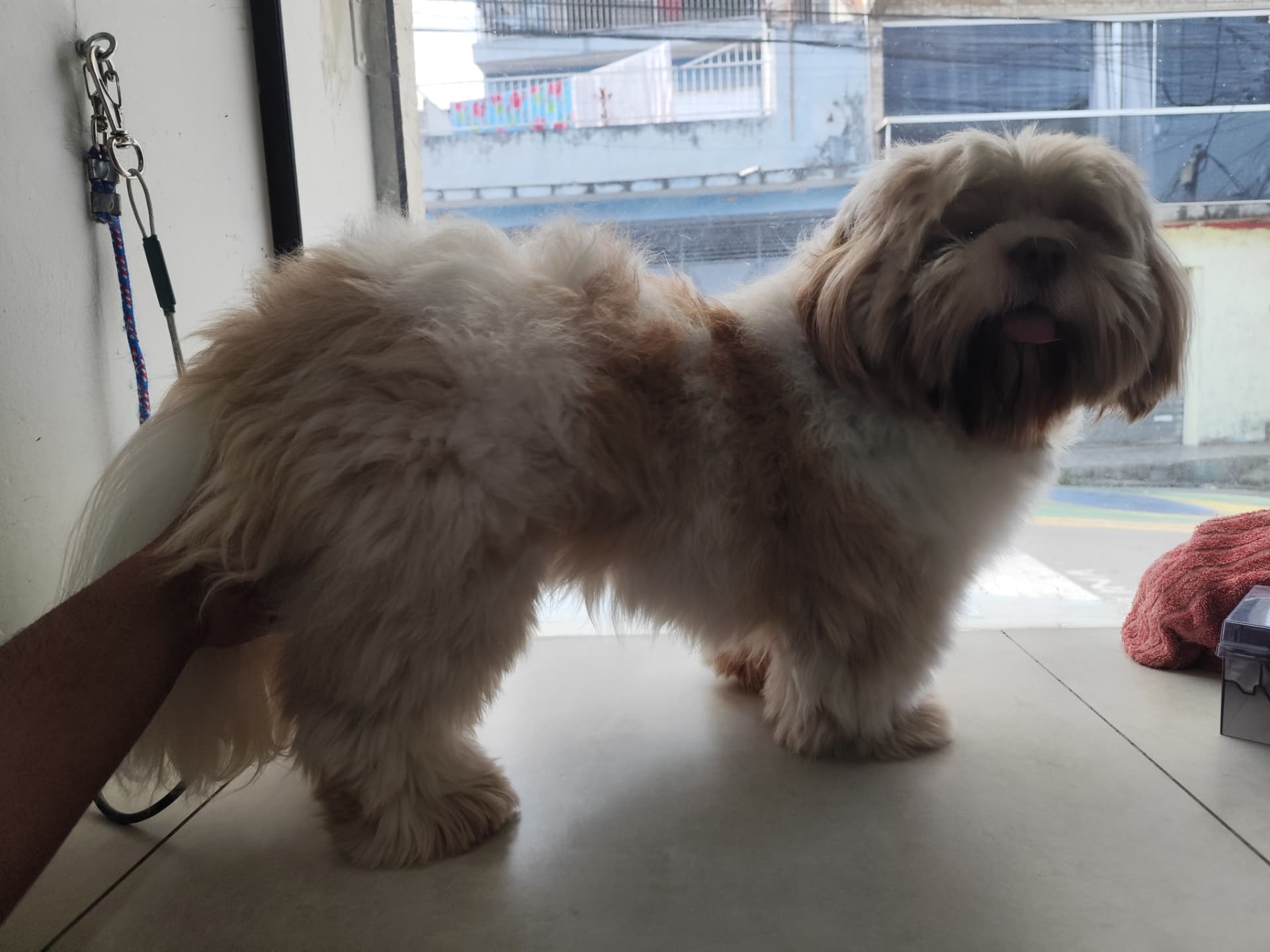 Antes: shih tzu com pelo longo e embaraçado