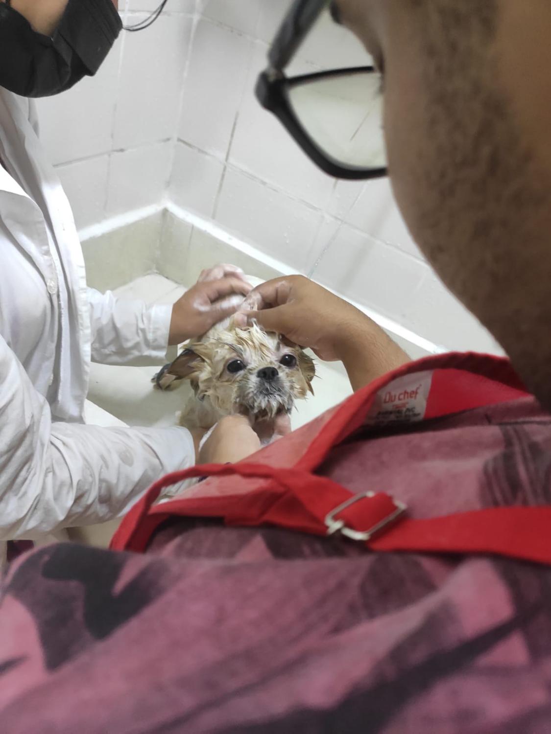 Banho cuidadoso em cãozinho