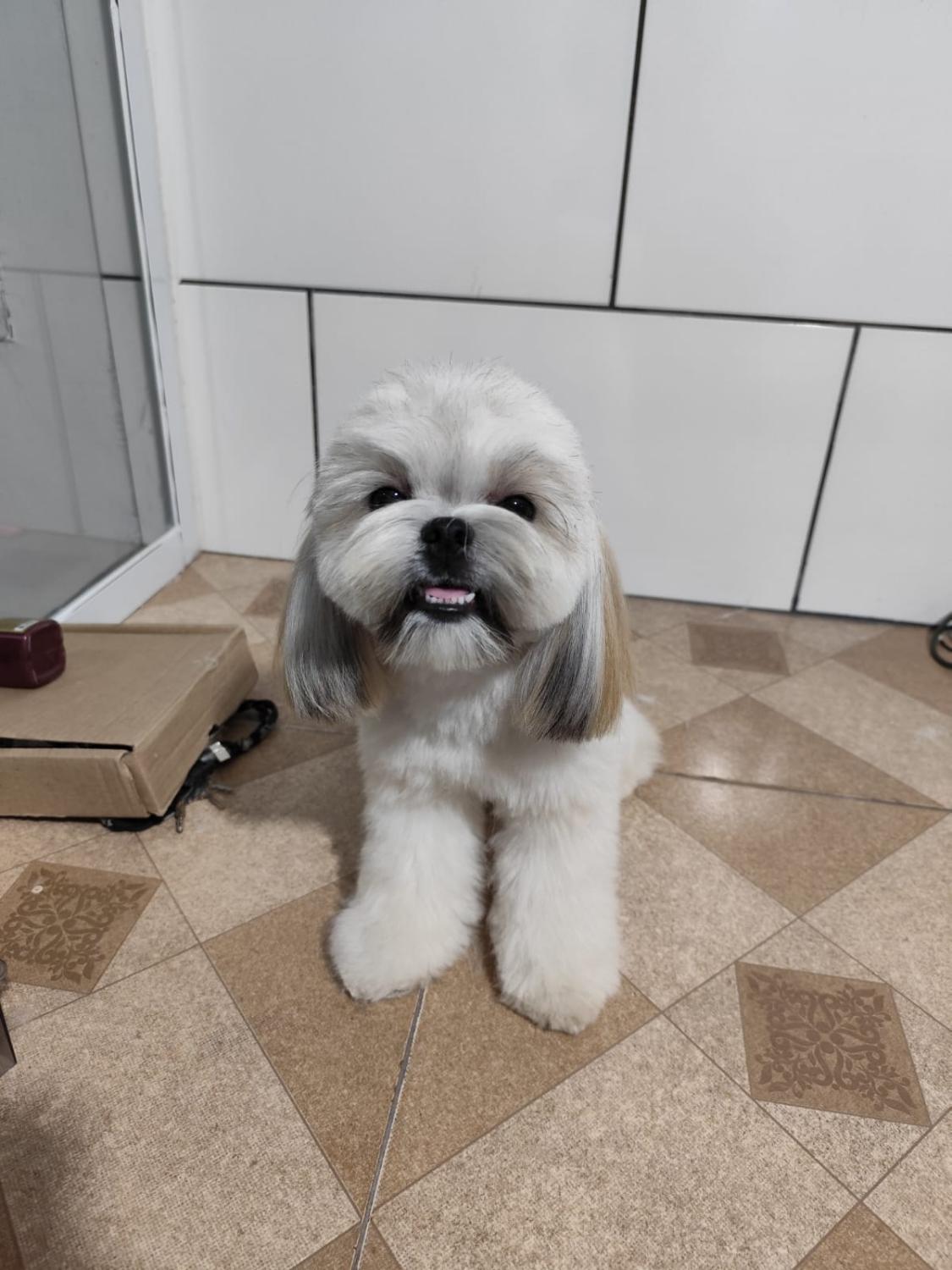Shih tzu branco tosado sorrindo