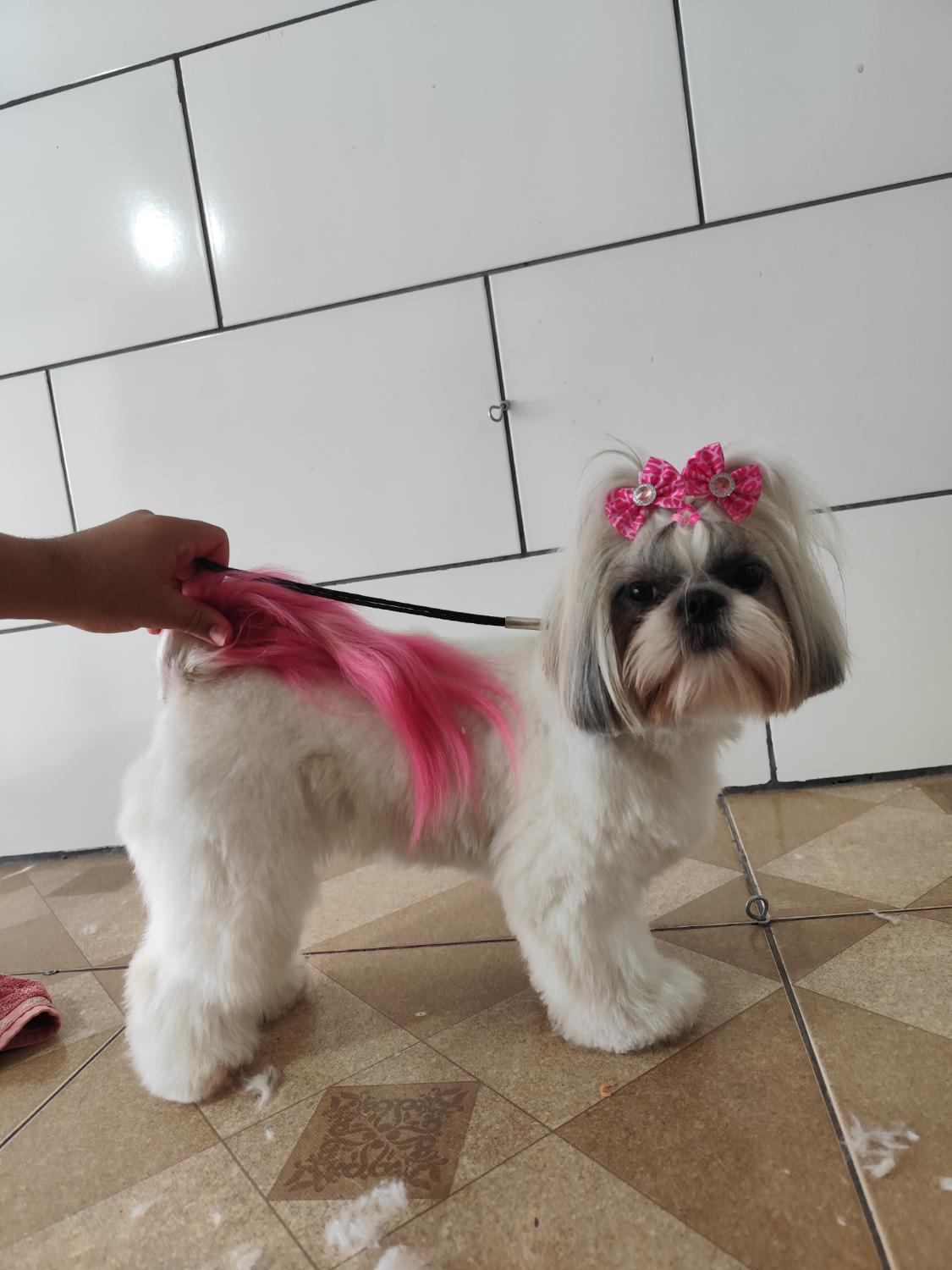 Shih tzu com cauda tingida de rosa