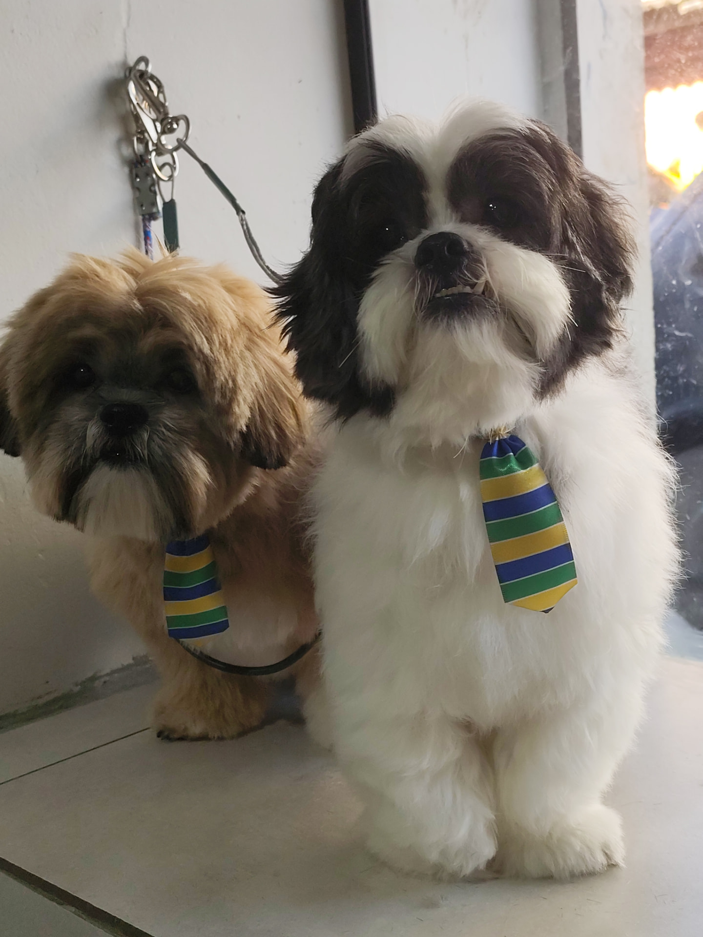 Dois shih tzus tosados usando gravatinhas verde e amarelo