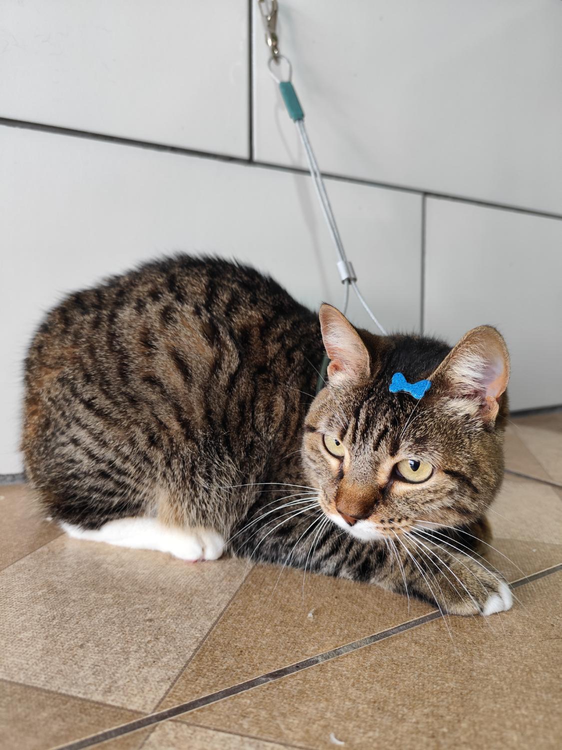 Gato tigrado com laço azul