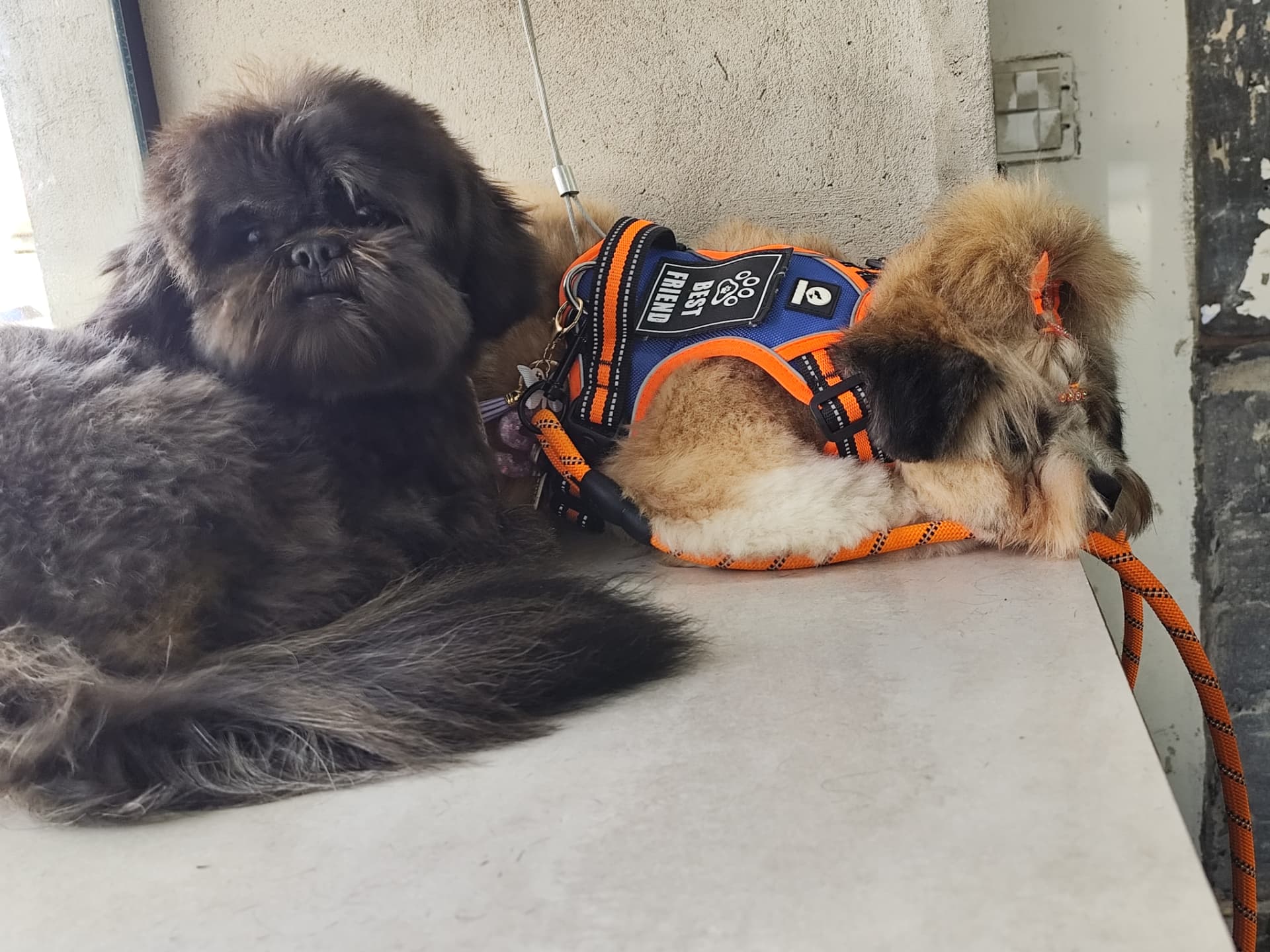 Dois pets descansando juntinhos depois do banho