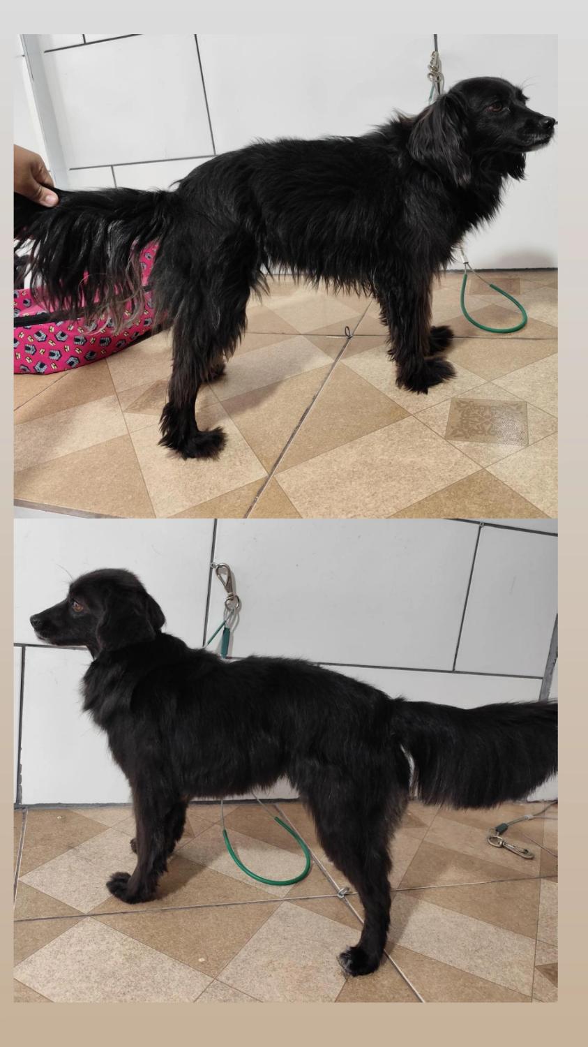 Antes e depois de cão preto de pelo longo tosado