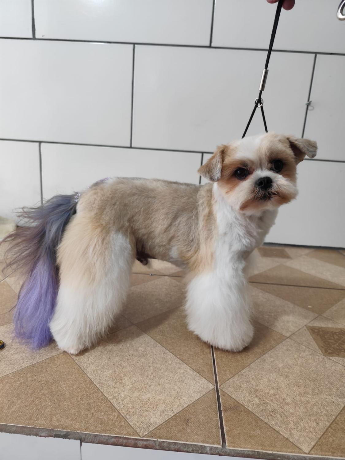 Cãozinho tosado com cauda colorida